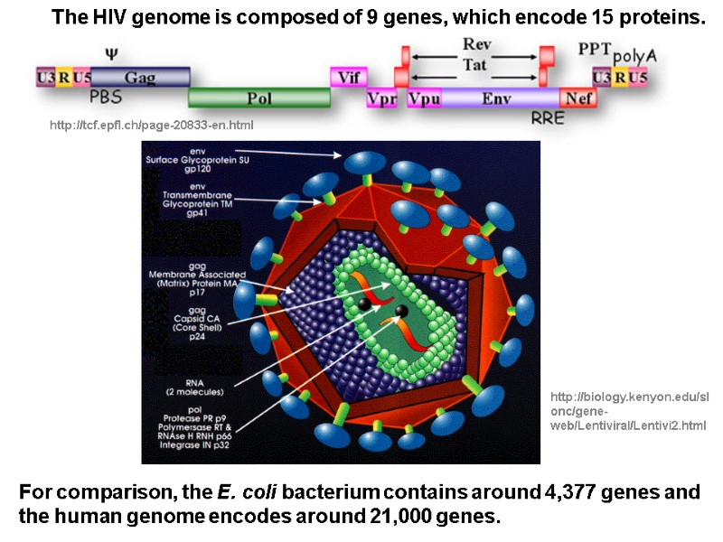 http://tcf.epfl.ch/page-20833-en.html The HIV genome is composed of 9 genes, which encode 15 proteins. For